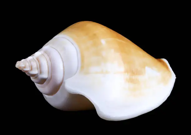 Photo of one sea shell isolated on a black background. with clipping path.