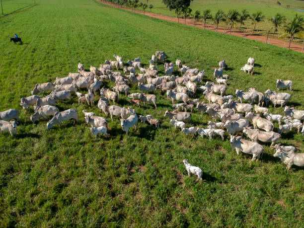 istock top view of nellore cattle herd on green pasture 1406283829