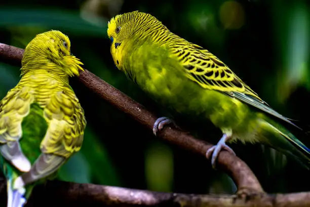 Photo of Two tropical bird resting in a tree