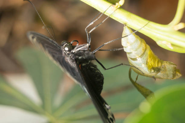 istock Black and white butterfly just come out in complete form from the cocoon 1406285558