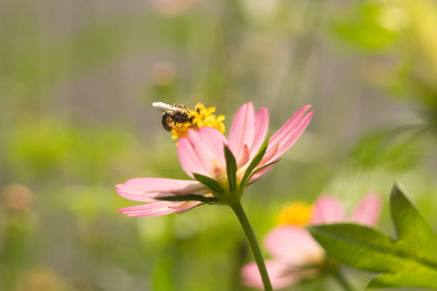 Small black insect taking nectar in small light pink and yellow flower