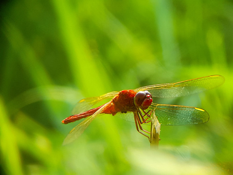 Dragonfly isolated on blurred background