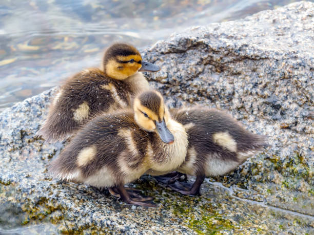 istock Three mallard ducklings are sitting on a stone by the water 1406287368