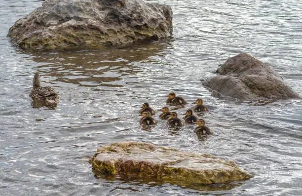 The mallard-duck and its ducklings are swimming between a stone.