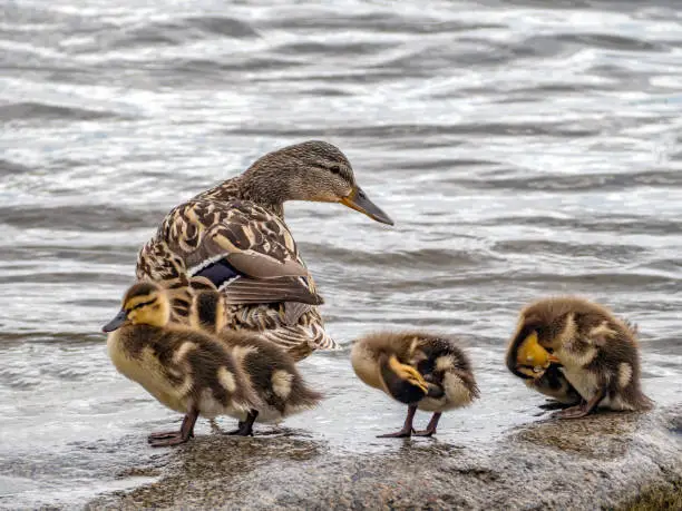 The mallard-duck and its ducklings are sitting on a stone by the water