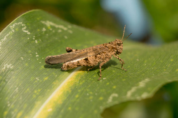 istock Brown Grasshopper stays on corn leaf side view detail closeup 1406287786