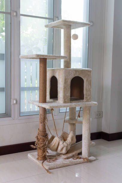 istock cat condo home toy cute house room 1406288065