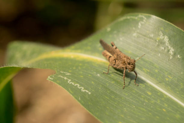 istock Brown Grasshopper stays on corn leaf front view closeup detail 1406288134