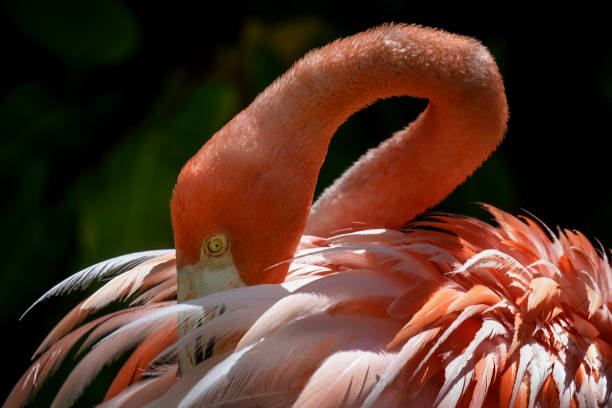 istock Pink Flamingo preening in the tropical sun 1406288246