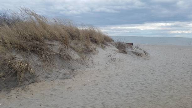 istock Windswept New England dunes at the beach 1406288483
