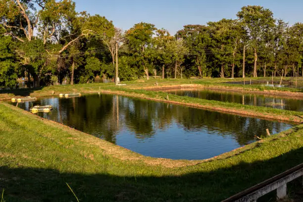 Photo of Tanks used for raising tilapia on a fish farm