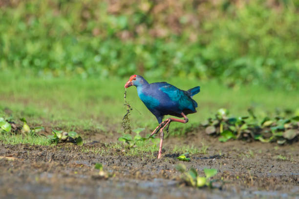 istock Purple Swamphen on the ground. 1406291453