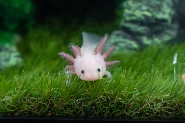 piccolo axolotl (ambystoma mexicanum) che cammina su un'erba in acquario. cucciolo di anfibio o salamandra in un acquario - young animal sea life amphibians animals and pets foto e immagini stock