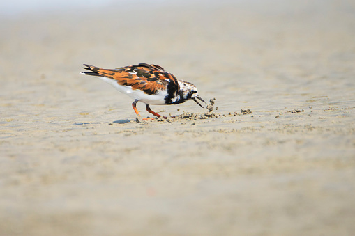 Ruddy Turnstone on the ground.