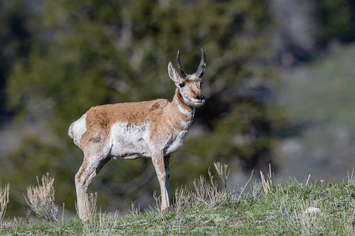 The pronghorn  (Antilocapra americana) is a species of artiodactyl mammal indigenous to interior western and central North America. Yellowstone National Park, Wyoming. A male.