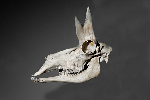 Pronghorn skull, Pronghorn Antelope, Antelope, Antilocapra americana, artiodactyl mammal; endemic.  It is the only surviving member of the family Antilocapridae.