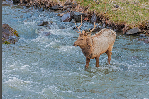 The  male Rocky Mountain elk (Cervus elaphus) is a subspecies of elk found in the Rocky Mountains and Yellowstone National Park. Crossing a river