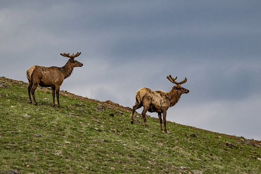 The  male Rocky Mountain elk (Cervus elaphus) is a subspecies of elk found in the Rocky Mountains and Yellowstone National Park. Antlers in velvet.