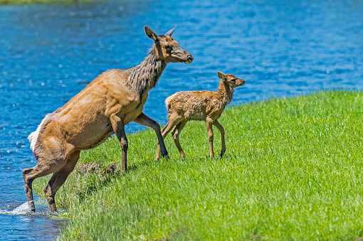 The elk or wapiti (Cervus canadensis) is one of the largest species of the Cervidae or deer family. Yellowstone National Park, Wyoming. Mother elk and young fawn crossing the Madison River white watching that the fawn is ok.
