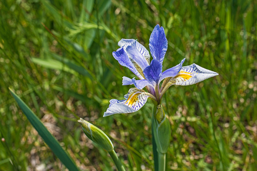 Iris missouriensis is a  bulbous species of the genus iris, in the family Iridaceae. Its common names include western blue flag, Rocky Mountain iris, and Missouri flag. Yellowstone National Park, Wyoming.