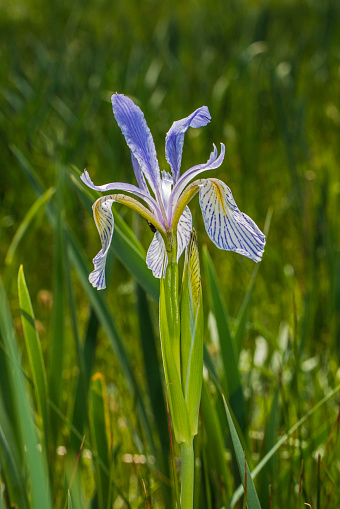 Iris missouriensis is a  bulbous species of the genus iris, in the family Iridaceae. Its common names include western blue flag, Rocky Mountain iris, and Missouri flag. Yellowstone National Park, Wyoming.