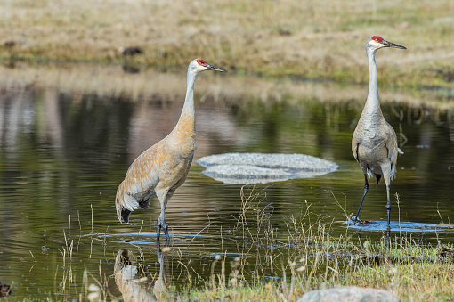 The sandhill crane (Antigone canadensis) is a species of large crane of North America  and found in Yellowstone National Park, Wyoming.