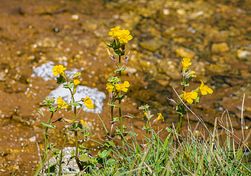 Erythranthe guttata, with the common names seep monkeyflower and common yellow monkeyflower, is a yellow bee-pollinated annual or perennial plant. Yellowstone National Park, Wyoming. Mimulus guttatus.