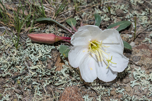 Oenothera caespitosa, known as tufted evening primrose, fragrant evening primrose or stemless white evening primrose is a perennial plant found in areas of Yellowstone National Park.