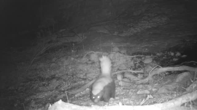 Skunk captured on a trail camera
