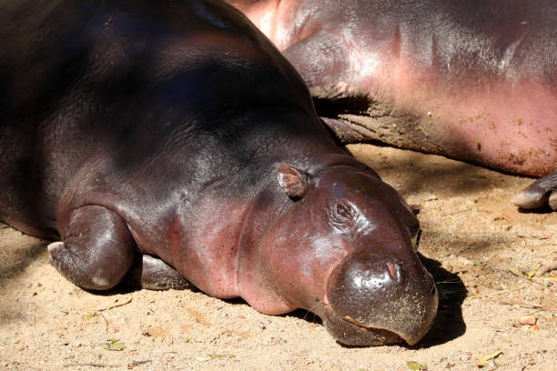 Hippopotamus sunbathe on sand floor at the zoo.