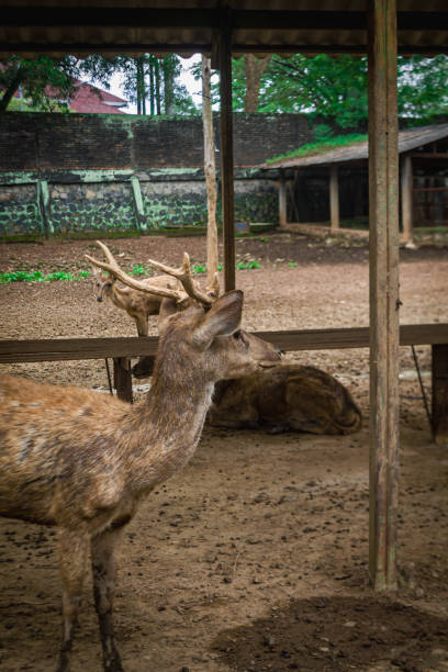 istock selective focus of a deer with horns in captivity at a zoo 1406299817