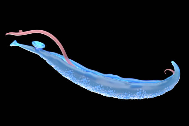 Schistosoma Adult Haematobium stock photo