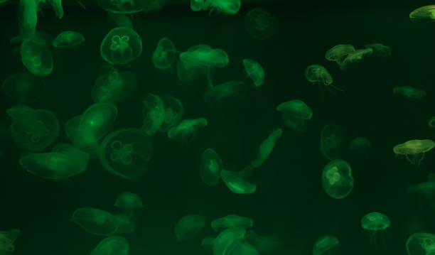 istock Jellyfish with green neon glow light effect in sea aquarium 1406300752