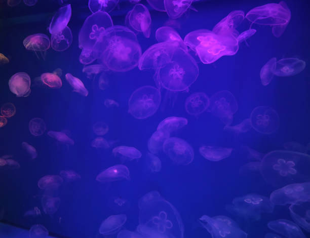 istock Jellyfish with blue neon glow light effect in sea aquarium 1406300753