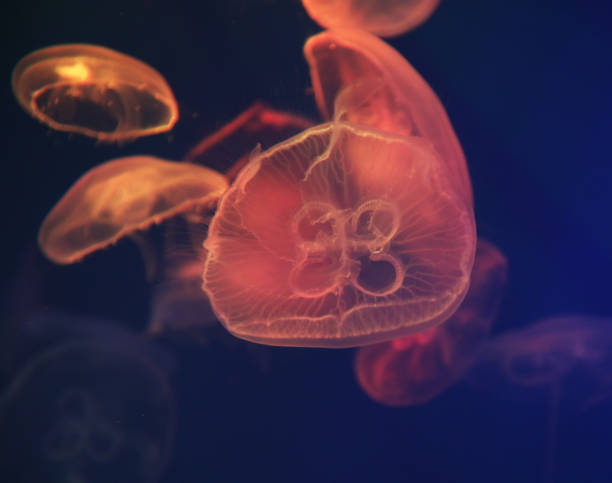istock Jellyfish with blue neon glow light effect in sea aquarium 1406300774
