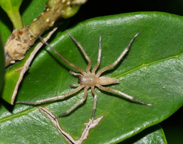 istock Ghost spider (Hibana) on a leaf in a garden at night. 1406303283