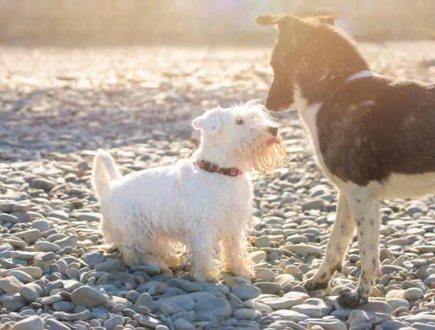 Two dogs playing on the pebbles beach/