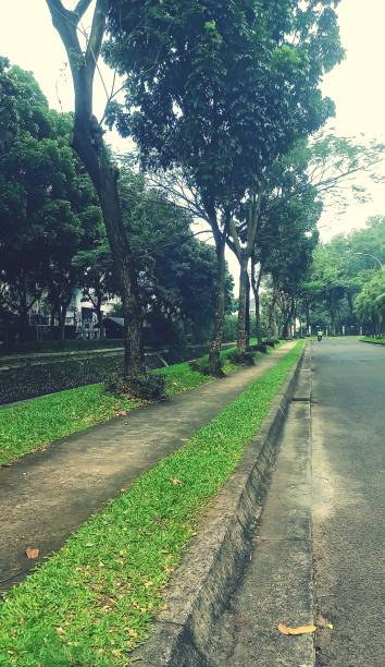 istock Rows of trees on the side of the road 1406305768