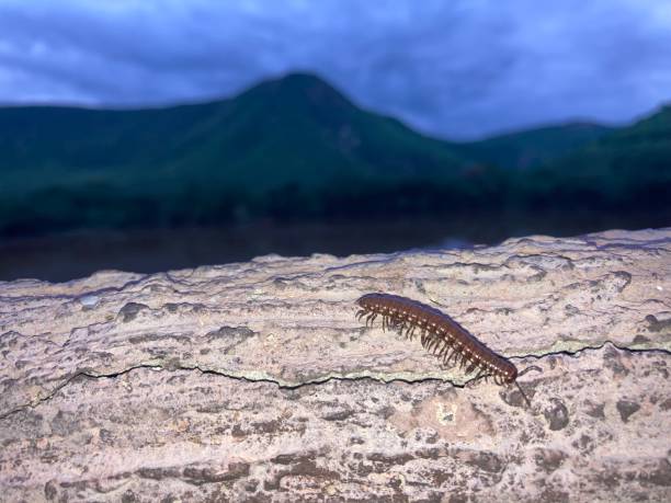 istock Beautiful Object close up Photo 1406306377