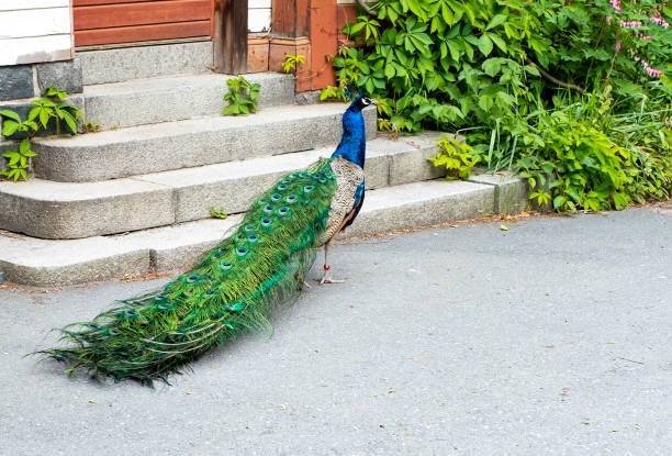 istock Bird, peacock in the courtyard. 1406308227