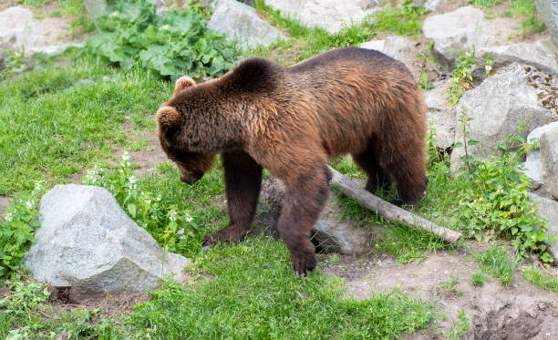 istock Brown bear in his habitat. 1406308229