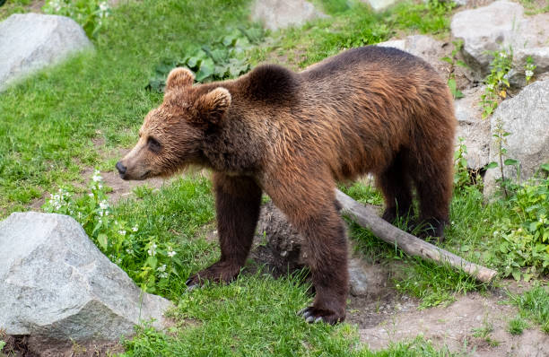 istock Brown bear in his habitat. 1406308237