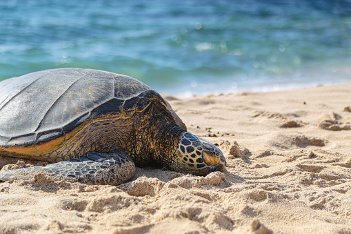 A seaturtle is enjoying sun bathing at beautiful beach of North Shore, Honolulu, Hawaii