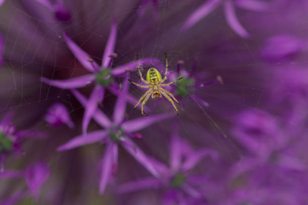 istock A charming green spider weaved a web in a flower of a decorative bow 1406311516