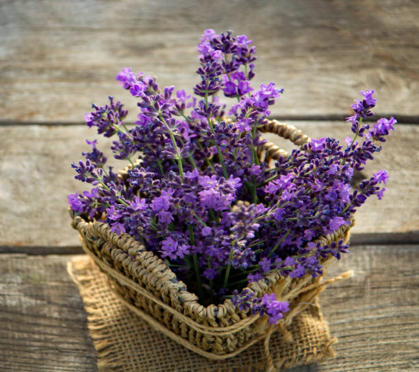 istock Fresh lavender over wooden Summer background. 1406311542