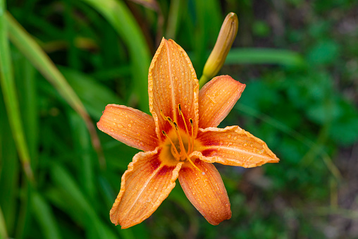 Close up of a Tiger Lily. Beautiful orange color. Very nice in the garden.