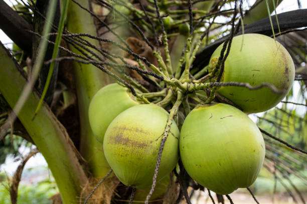 istock Close up view of coconut fruits 1406313355