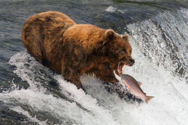 Bear about to catch salmon in mouth Bear about to catch salmon in mouth brown bear catching salmon stock pictures, royalty-free photos & images