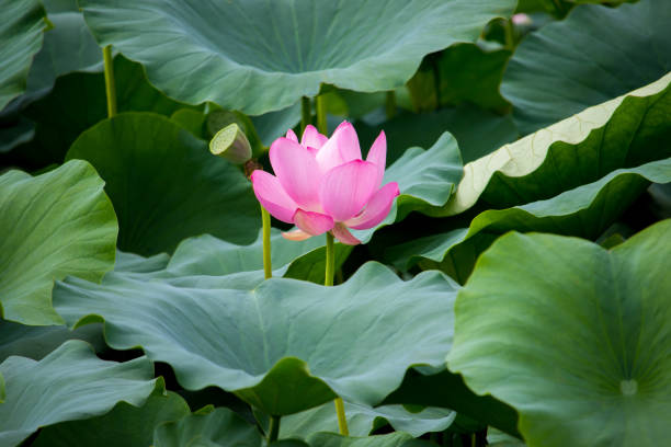 istock Pink lotus flower. 1406314437