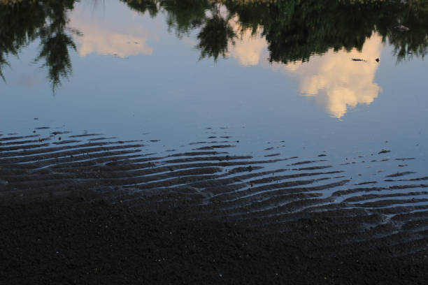 Clouds and trees can be seen from the reflection of this water on a receding beach